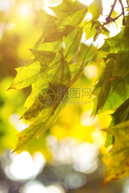 美丽的秋背景树枝叶对天高清图片下载 正版图片 摄图网