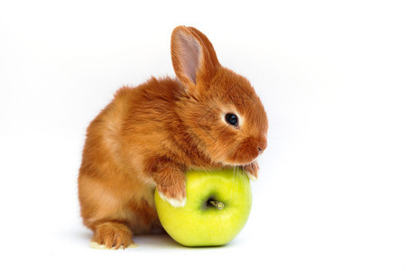 小红兔白底有苹果图片