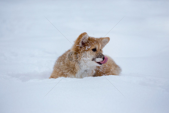 可爱小狗在雪地里玩耍图片