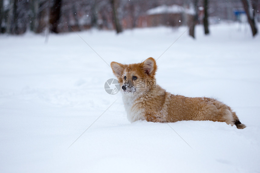 在雪地里行走的小狗图片