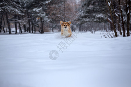 在雪地里行走的小狗图片