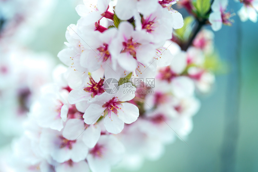 美丽的春背景盛开的杏子高清图片下载 正版图片 摄图网