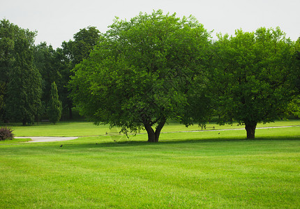 在城市公园一片绿草坪上的树图片