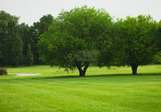 在城市公园一片绿草坪上的树图片
