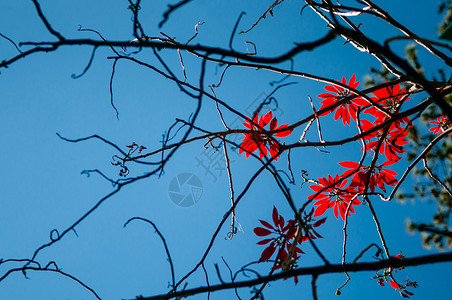 树枝上的红秋叶与明蓝的天空相对图片