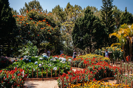 2014年6feb014daltvienam观光者享受与彩色花朵Hydrang花园和TruclamdtZen修道院大树合照的摄影图片