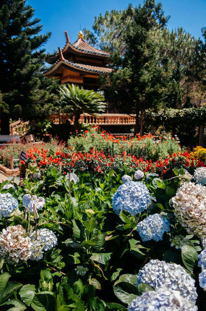 2014年6日达拉特vietnam在Truclamdtzen修道院的展厅以Hydrange花园和大树为名的佛教寺庙图片