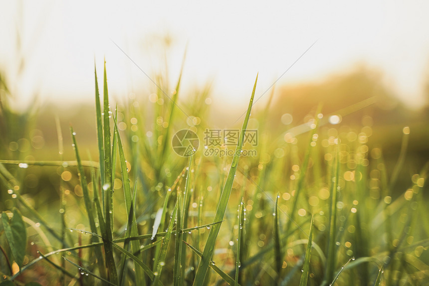 清晨美丽的绿草上面有露水春光下还有日出图片