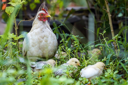 母鸡在青草自由牧场家禽养殖背景图片