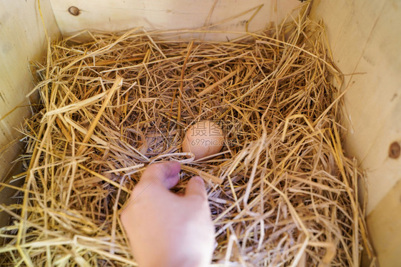 在鸡窝里捡蛋健康的有机饮食生活方式图片