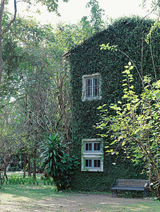 含有绿色常春藤植物天和自然概念的旧建筑房图片