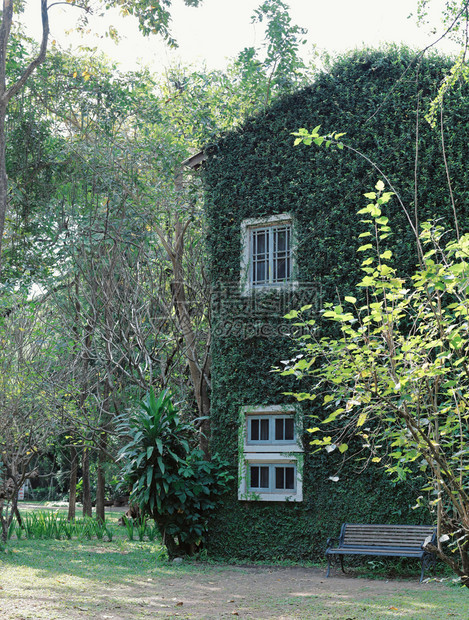 含有绿色常春藤植物天和自然概念的旧建筑房图片