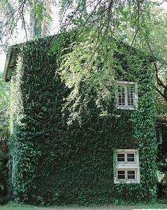 含有绿色常春藤植物天和自然概念的旧建筑房背景图片