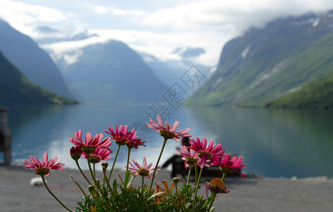粉红花和带湖的山图片