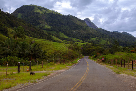 热带道路布拉西里齐尔图片