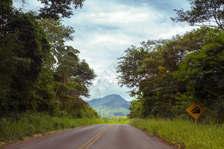 热带道路布拉西里齐尔图片
