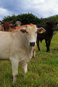 云边的牧草上有一群美丽的巴西牛图片