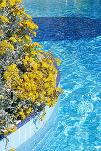 阳光明媚的白天游泳池蓝色水和前景下的黄色花朵图片