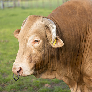 在绿草地上紧的金发大daitne公牛图片