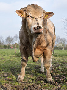 金发d等量公牛站在春草地上图片