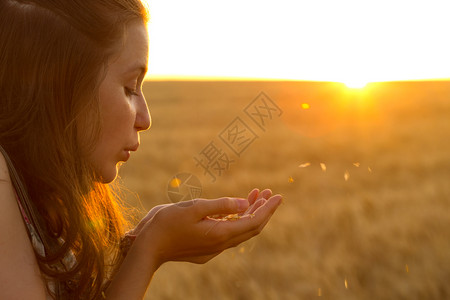 日落时十几岁的少女吹在棕榈上满小麦颗粒站在田日落时站小麦田边图片