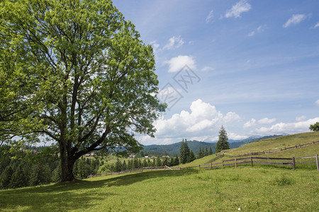 在山上的草丘有美丽的树图片
