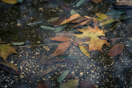 公园的枫叶掉落在水坑里图片