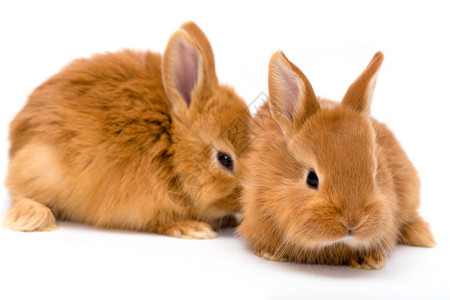 两只小红兔白色的背景图片
