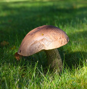 在绿草原上生长的阳光照亮了美丽的蘑菇图片