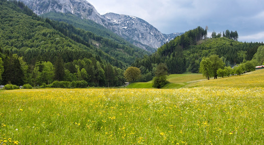 在奥斯特里亚有黄花和山岳的草原图片
