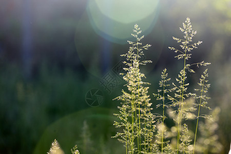 抽象草和夜晚日光束背景图片