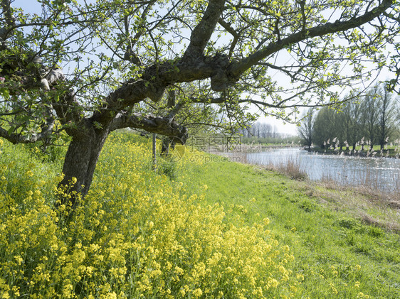 春初的苹果树蓝天下的黄种菜花在内地的贝图维区图片