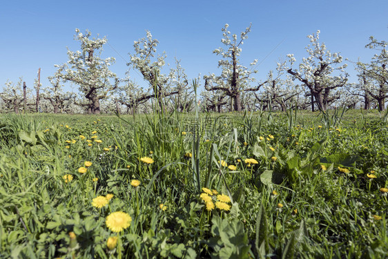 黄沙窝和梨树在的蓝天空下春开花图片