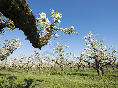 长梨树在春光下开花蓝天内地的阴原上图片
