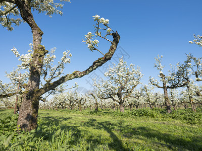 长梨树在春光下开花蓝天内地的阴原上图片