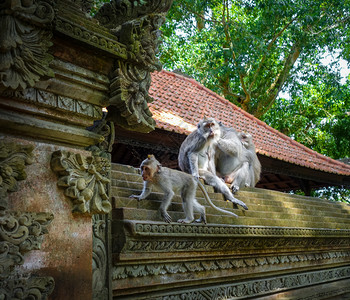 在神圣的猴子森林寺院屋顶上猴子乌布德巴利印地安尼西亚在猴子森林的寺院屋顶上猴子印地安尼西亚图片