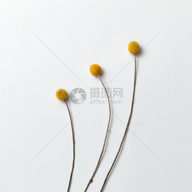 三朵黄色花的植物自然形态放在浅灰色背景上文字位置平铺向明信片问好三朵黄色长的天然花 在浅色背景上花粉形态作为贺卡高清图片下载 正版图片 摄图网 三朵黄色花的植物自然形态放在浅灰色背景上文字位置平铺向明信片问好三朵黄色长的天然花 在浅色背景上花粉形态作为贺卡高清图片下载 正版图片 摄图网