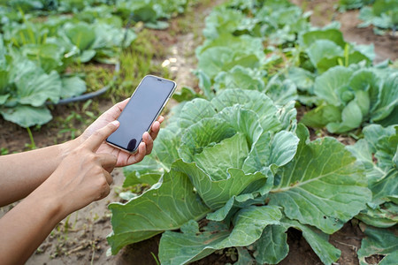 在农业蔬菜有机耕作中使用现代技术移动图片