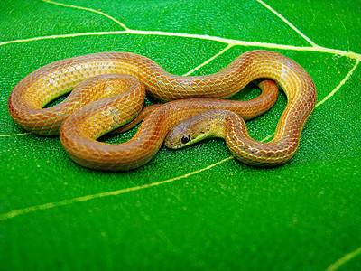 细条纹颈蛇叶蛋白卡拉马里亚萨塔马哈施特因迪亚图片