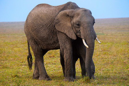 非洲肯尼亚大象图片