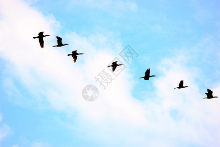 鸟儿飞回鲁斯特杜德华公园乌塔帕列什印地亚图片
