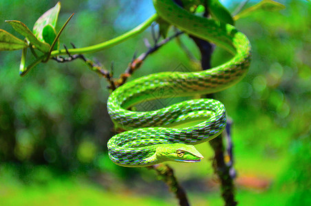 绿藤蛇阿海图拉纳苏塔达德萨加果阿因迪亚图片