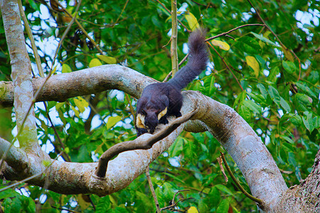 马里扬巨型松鼠拉图法双色名利公园萨姆印地亚图片