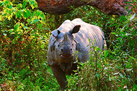 印地安犀牛独立喀兹兰加公园阿萨姆印地亚图片