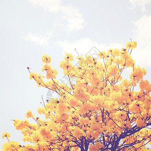 树顶上黄色花朵具有反转过滤效果背景图片