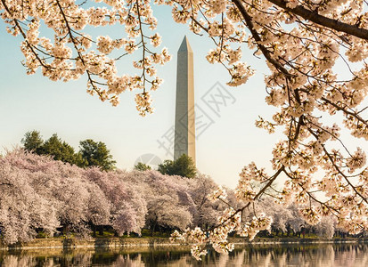 樱花在节期间将华士顿的纪念碑架在华士顿dc的樱花节上当潮汐盆地反映花朵时图片