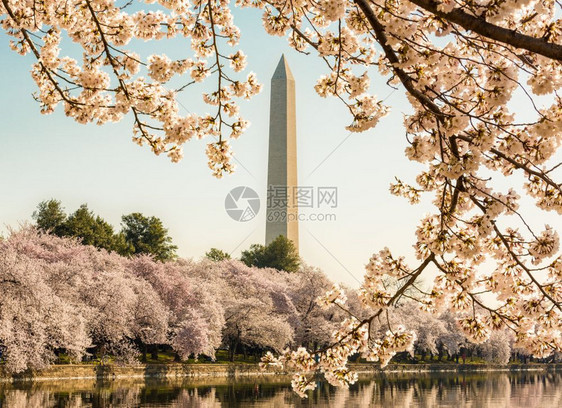 樱花在节期间将华士顿的纪念碑架在华士顿dc的樱花节上当潮汐盆地反映花朵时图片