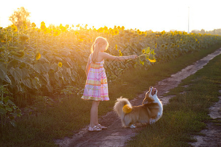 夏天美丽的有趣金发女孩和狗在日落时的向葵田里图片