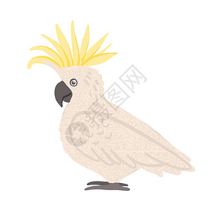 手画出白色背景上孤立的可爱鹦鹉热带澳洲鸟类矢量说明鹦鹉澳洲鸟类漫画说明矢量图像图片
