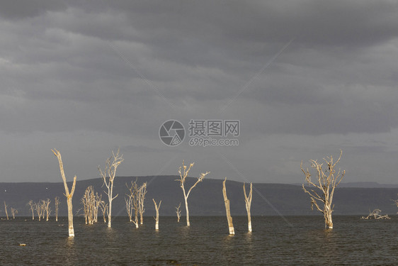 有干树的纳库鲁湖肯亚非洲纳库鲁干树的纳库鲁湖非洲图片